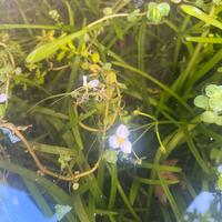 Piante per acquario