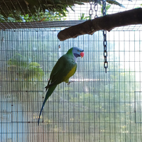 Pasittacula derbiana maschio