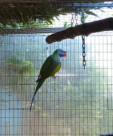 Pasittacula derbiana maschio