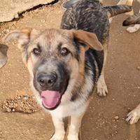 Draco non deve spegnersi in canile