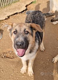 Draco non deve spegnersi in canile