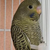 Cocorite faccia nera(black face)