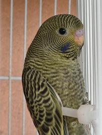 Cocorite faccia nera(black face)