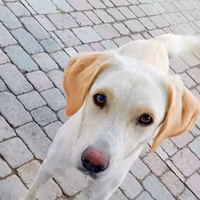 Cagnolina incrocio labrador