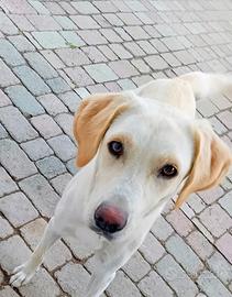 Cagnolina incrocio labrador