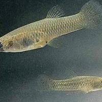 Gambusia Holbrooki