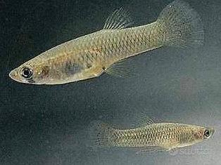 Gambusia Holbrooki
