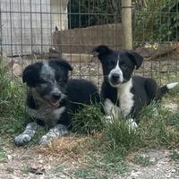 Cuccioli di border collie