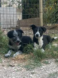 Cuccioli di border collie