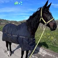 Cavalla molto brava e buona