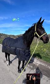 Cavalla molto brava e buona