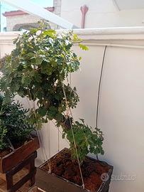 Stock di 5 prebonsai di roverella 
