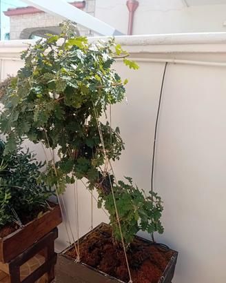 Stock di 5 prebonsai di roverella 