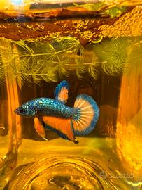 Betta show
