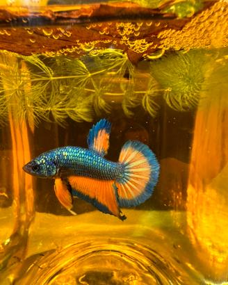 Betta show
