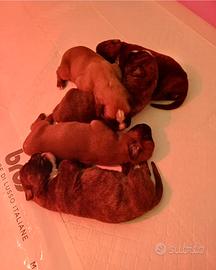 Cuccioli di Boxer