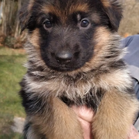 Cuccioli di Pastore Tedesco Vicenza