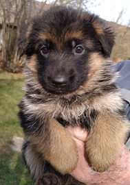 Cuccioli di Pastore Tedesco Vicenza