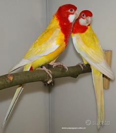 Coppie roselle