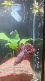 betta 