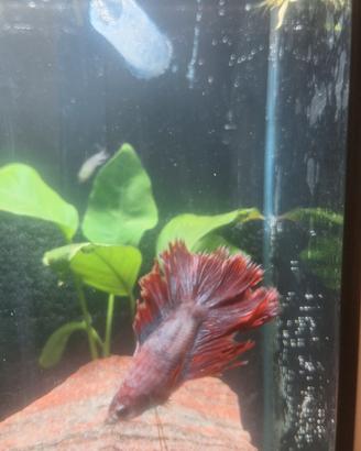 betta 