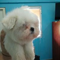 Maltese coreano bianco