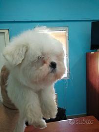 Maltese coreano bianco