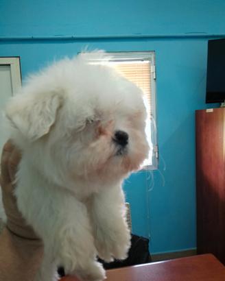 Maltese coreano bianco
