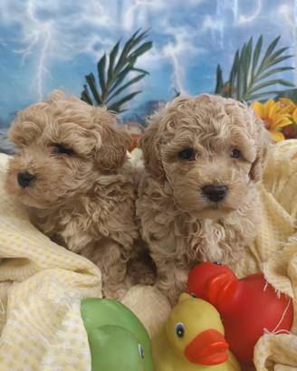 Piccoli Taglia Piccola MaltiPoo Cuccioli 