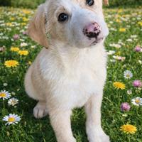 Cuccioli taglia media in adozione