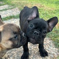 Bulldog francese cucciolo nero bringe
