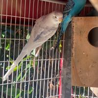 Cocorita maschio adulto