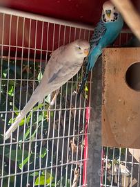 Cocorita maschio adulto