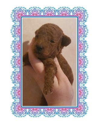 Barboncino toy pedigree enci