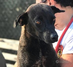 Hennè cucciolona. derivato Pinscher