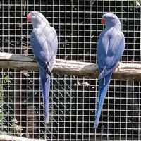 Parrocchetti dal collare