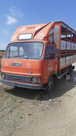 Camion iveco trasporto animali