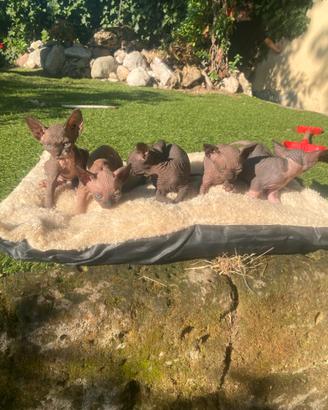 Gattini Sphynx