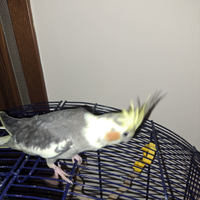 Calopsitte allevate a mano