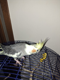 Calopsitte allevate a mano