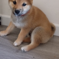 Shiba Inu cucciolo