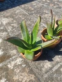 pianta di Aloe Vera