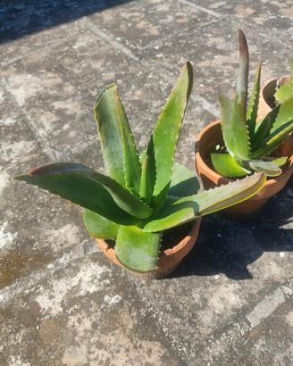 pianta di Aloe Vera