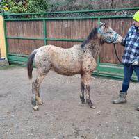 Puledro knabstrupper doppio pony