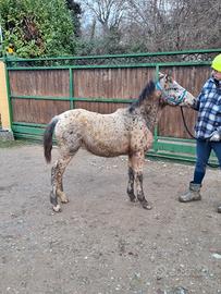 Puledro knabstrupper doppio pony