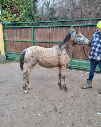 Puledro knabstrupper doppio pony