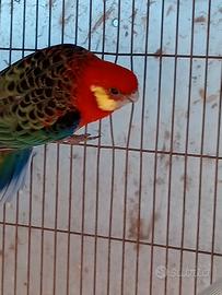 Roselle