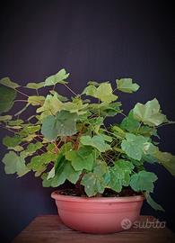 Acero opalo (Acer opalus)