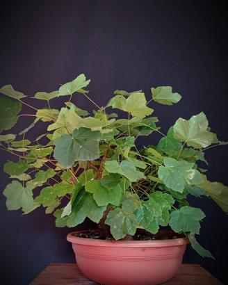 Acero opalo (Acer opalus)
