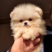 Mini pomerania simil